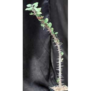 Euphorbia croizatii (color form) 5-inch pots