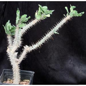 Euphorbia croizatii one-gallon pots
