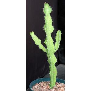 Euphorbia cv ‘Sunrise’ 8-inch pots