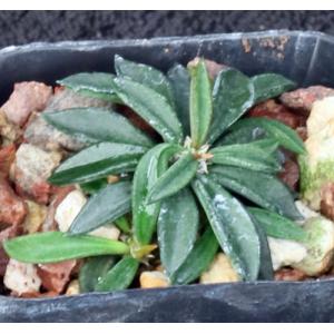 Euphorbia cylindrifolia ssp. cylindrifolia 2-inch pots