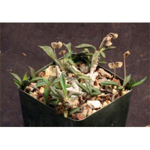 Euphorbia cylindrifolia ssp. cylindrifolia 4-inch pots