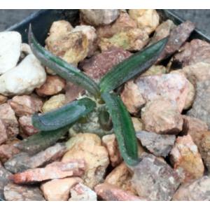 Euphorbia cylindrifolia ssp. tuberifera 2-inch pots