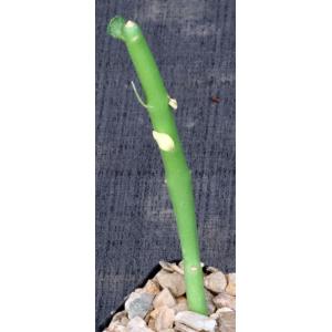 Euphorbia damarana 2-inch pots