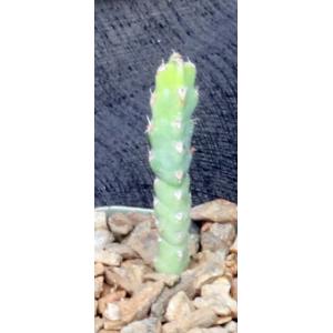 Euphorbia debilispina 2-inch pots