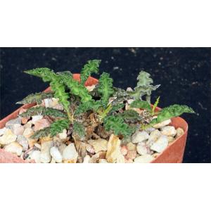 Euphorbia decaryi var. spirosticha 4-inch pots