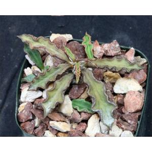 Euphorbia decaryi var. spirosticha 2-inch pots