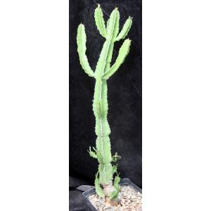 Euphorbia decliviticola one-gallon pots