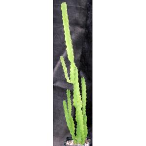 Euphorbia deightonii 5-inch pots