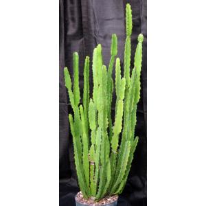 Euphorbia deightonii 8-inch pots