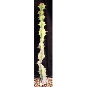 Euphorbia dekindtii 5-inch pots