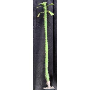 Euphorbia desmondii one-gallon pots