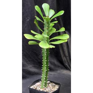 Euphorbia desmondii one-gallon pots