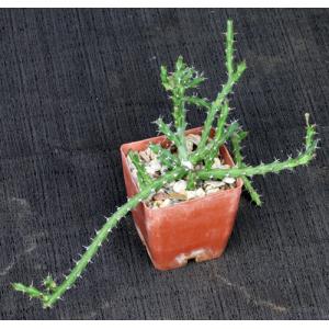 Euphorbia dichroa 3-inch pots