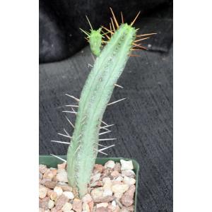 Euphorbia enopla ssp. viridis (WY1092) 4-inch pots