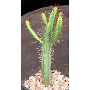 Euphorbia enopla ssp. enopla 5-inch pots