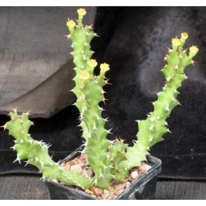 Euphorbia enormis 5-inch pots
