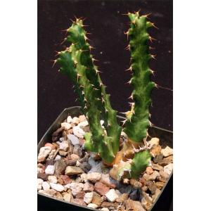 Euphorbia enormis 5-inch pots