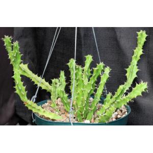 Euphorbia enormis 8-inch pots