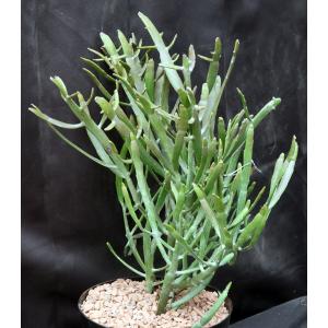 Euphorbia enterophora ssp. crassa 8-inch pots