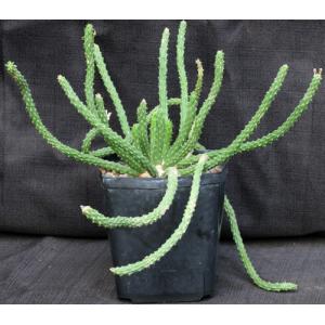 Euphorbia esculenta one-gallon pots