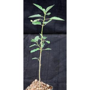 Euphorbia espinosa 4-inch pots