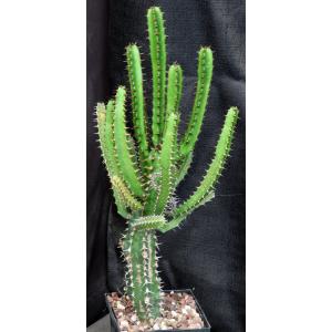 Euphorbia evansii 5-inch pots