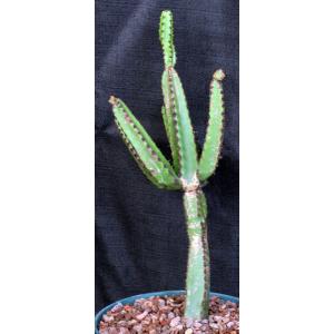 Euphorbia excelsa 8-inch pots