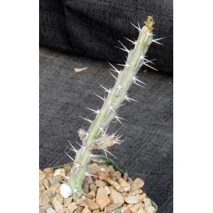 Euphorbia eyassiana 4-inch pots