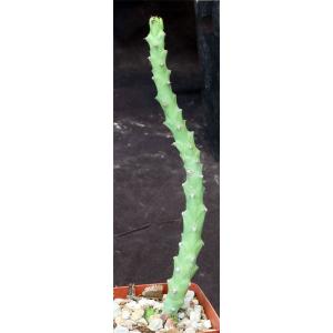 Euphorbia fascicaulis 4-inch pots