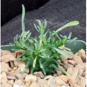 Euphorbia fasciculata 4-inch pots