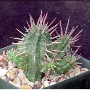 Euphorbia ferox 4-inch pots