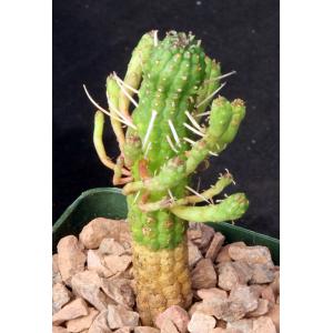 Euphorbia fimbriata 4-inch pots