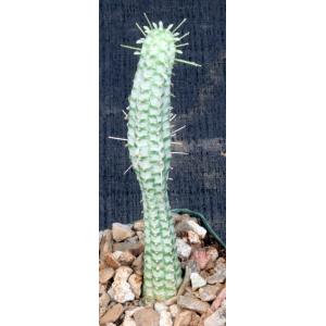 Euphorbia fimbriata variegate 4-inch pots