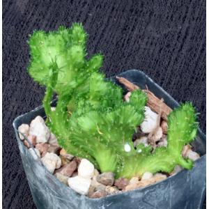 Euphorbia flanaganii (crest) 3-inch pots