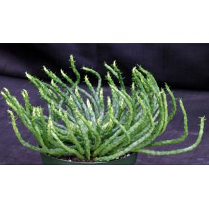 Euphorbia flanaganii 6-inch pots