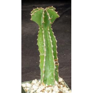 Euphorbia fortissima 4-inch pots