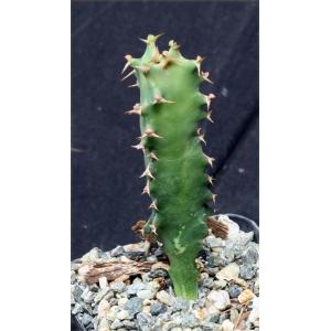 Euphorbia fractiflexa 2-inch pots