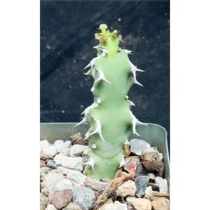 Euphorbia fractiflexa 4-inch pots
