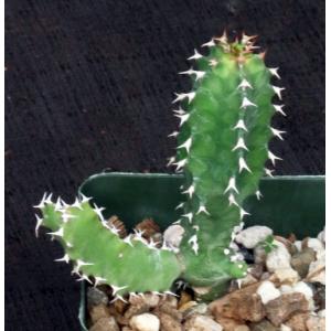Euphorbia fractiflexa 4-inch pots