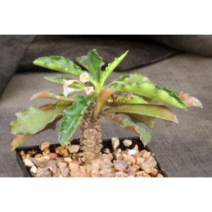Euphorbia francoisii x capsaintemariensis 5-inch pots