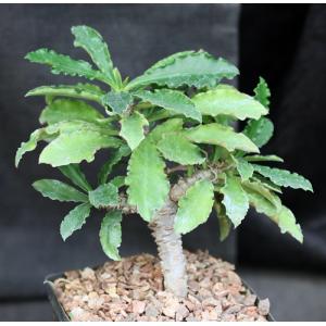 Euphorbia francoisii x capsaintemariensis one-gallon pots