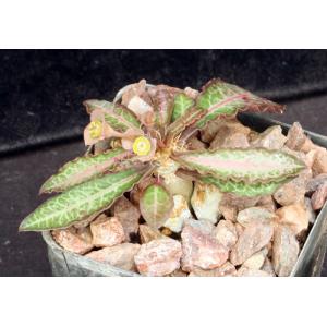 Euphorbia francoisii var. crassicaule fm rubra 2-inch pots