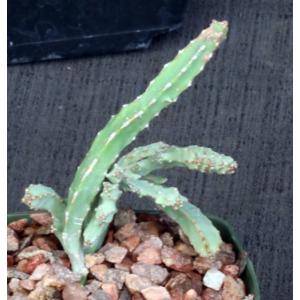 Euphorbia franckiana (crest) 5-inch pots