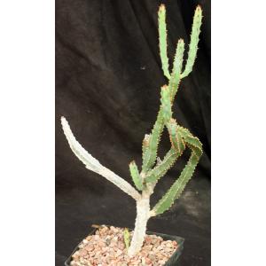 Euphorbia franckiana one-gallon pots