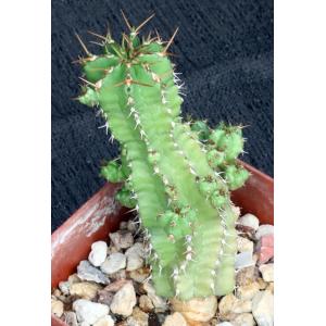 Euphorbia frankii 4-inch pots