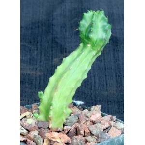 Euphorbia fruticosa 4-inch pots