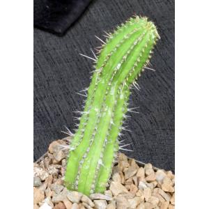 Euphorbia fruticosa 5-inch pots