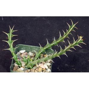 Euphorbia furcata 5-inch pots