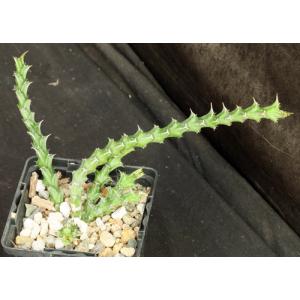 Euphorbia furcata (WY 1130) 4-inch pots