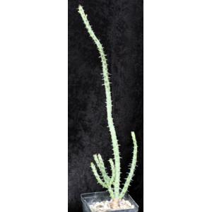 Euphorbia galgalana (B&L 765) 5-inch pots